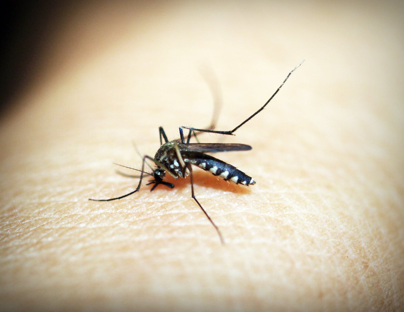tipos de dengue