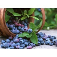 Blueberry 80mg, com Selo de Autenticidade - 60 Cápsulas